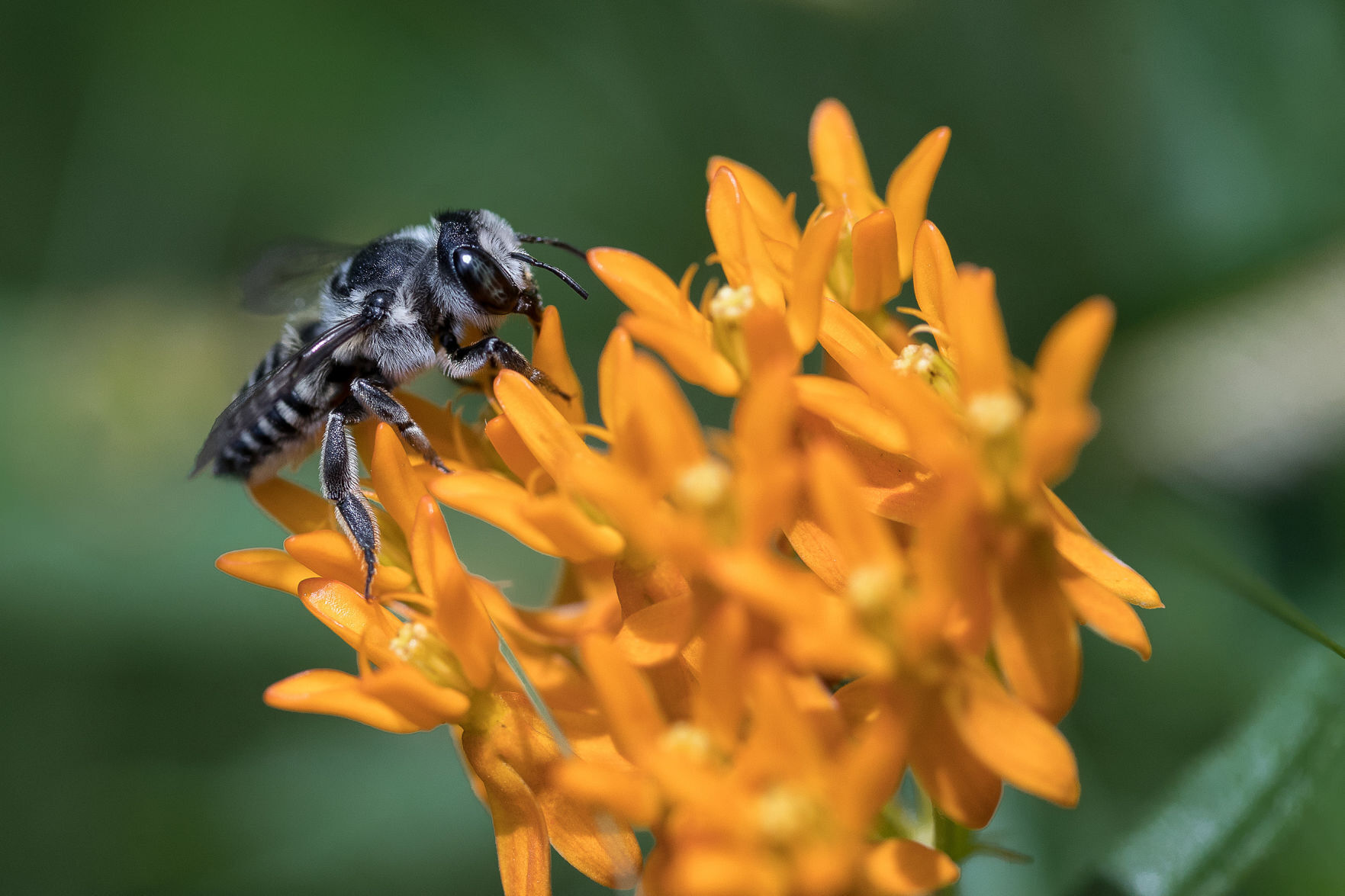 Bellevue becomes Nebraska's first Bee City USA city